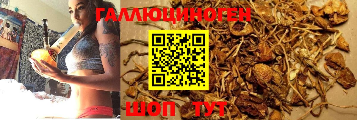 Галлюциногенные грибы Psilocybe Омск